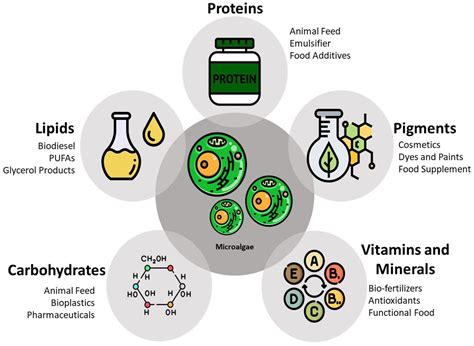 Quinoa-Protein: Optimierung der pflanzlichen Proteinquelle durch innovative Verarbeitungsmethoden!