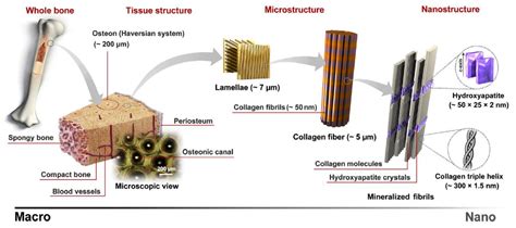  Yttrium-Oxid: Der Biomaterialstar für die Zukunft der Knochenersatzmaterialien?